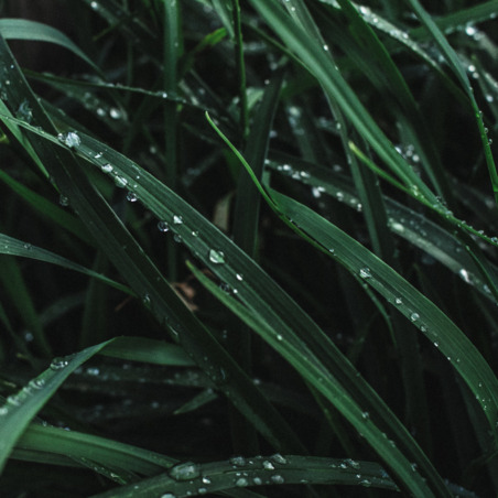 Grass