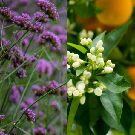 Verveine odorante, Néroli