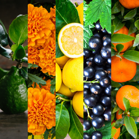 Bergamote, Tagètes, Citron, Cassis, Orange